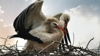 čápi stork-4088353 1280
